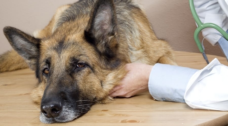 Sick Dog at Vet