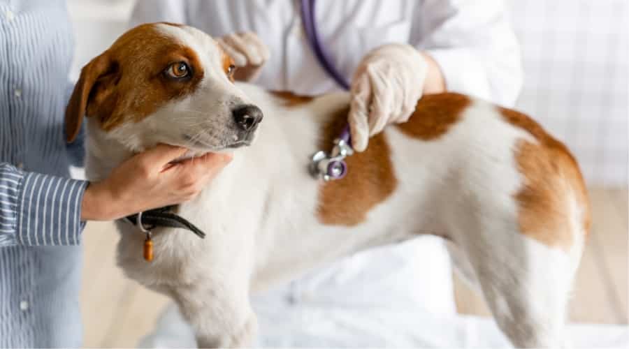 Sick dog at vet.