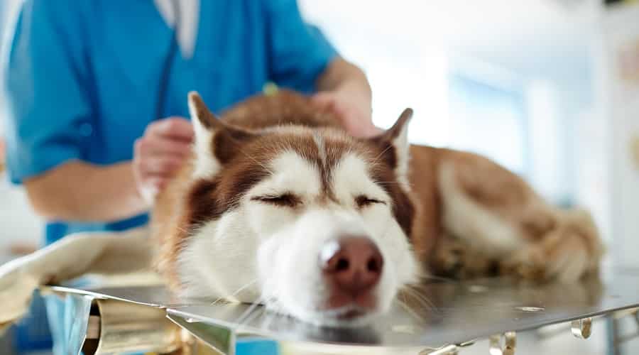 Sick Dog at Vet