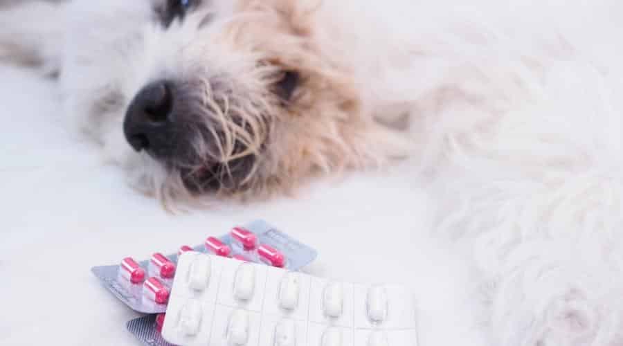 Dog laying next to medication.