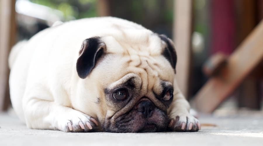 Sick Small Dog on Ground