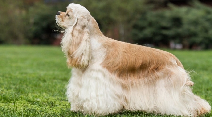 Side View of Beautiful Long-Haired Golden Dog