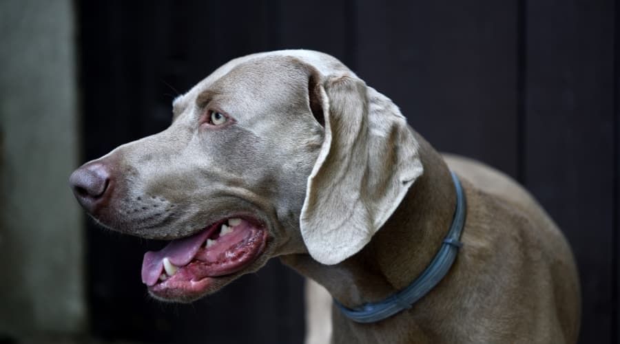 Side View of Gray Dog