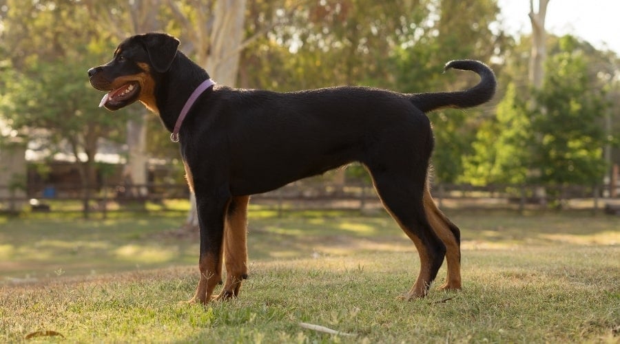 Side view of a Rottie standing outside.