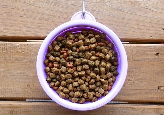Silicone collapsible dog bowl filled with food