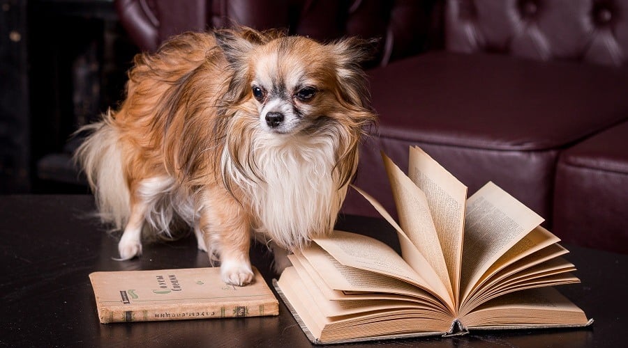 Silky Chihuahua