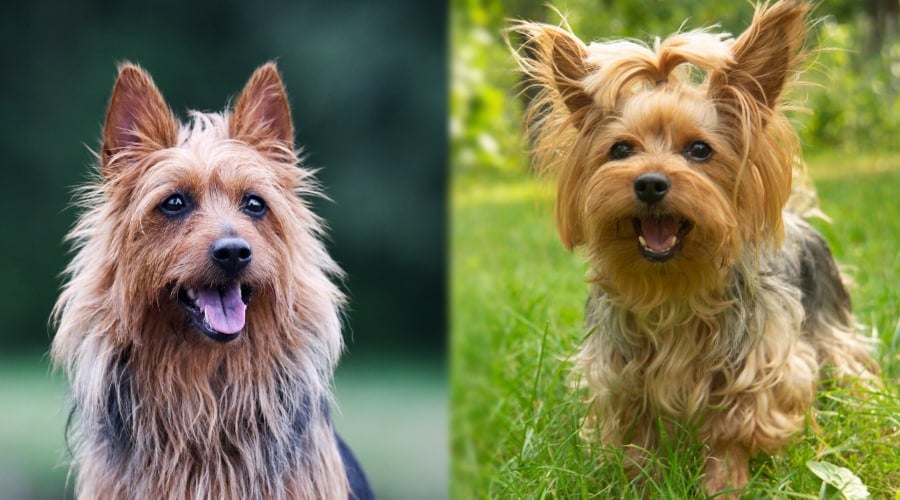 Silky Terrier and Yorkshire Terrier Healthy Dogs