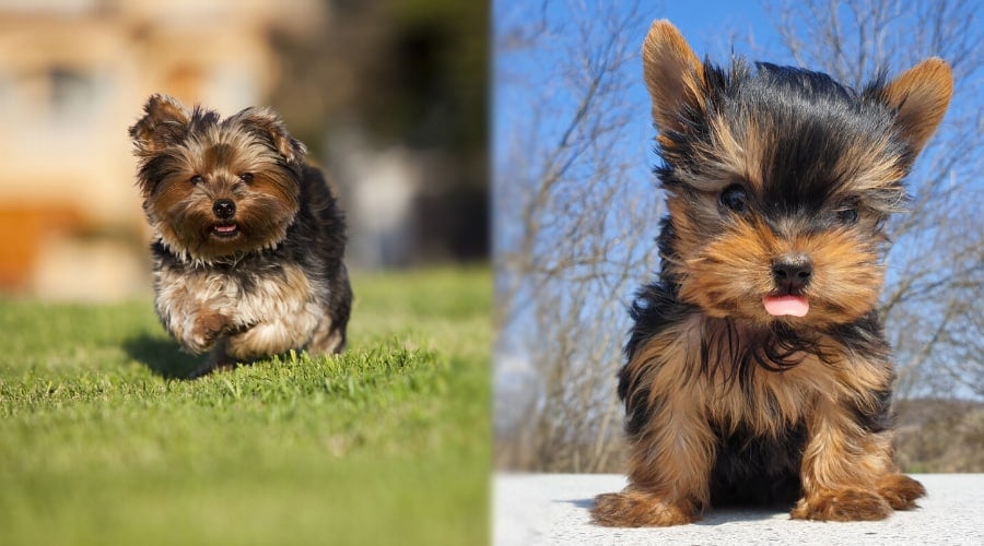Silky Terrier and Yorkshire Terrier Puppies