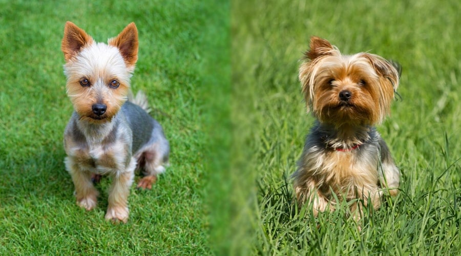Silky Terrier