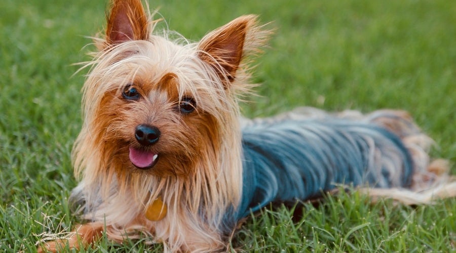 Silky Terrier