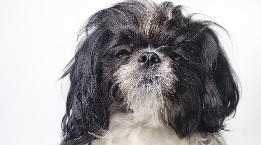 Silky Tzu Terrier