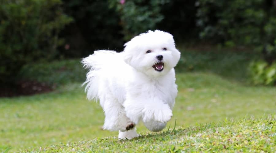 Silky White Dog Running Outdoors