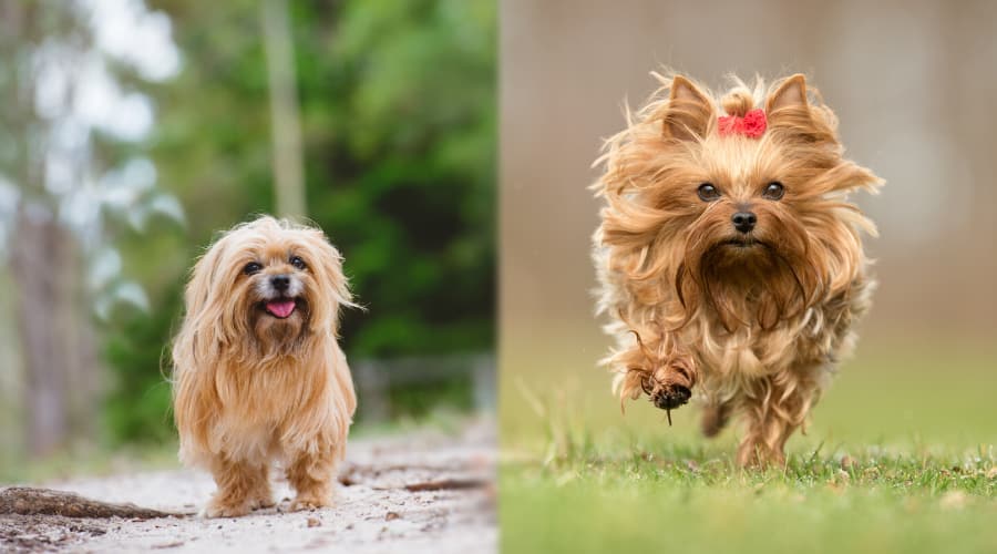 Silky vs Yorkie Apperance