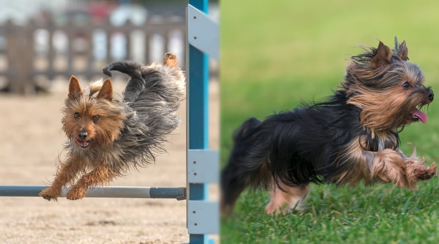 Silky vs Yorkie Exercise