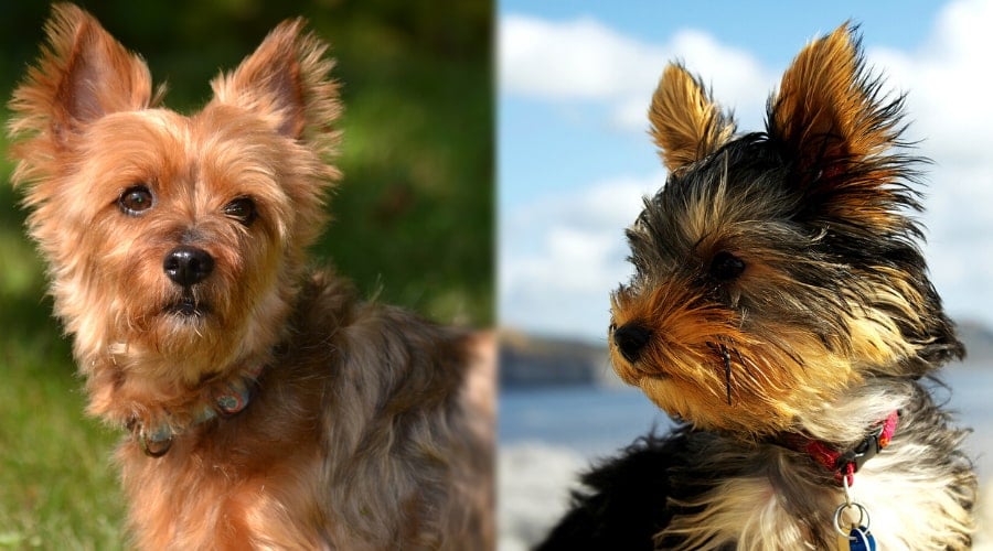 Silky vs Yorkie Temperament