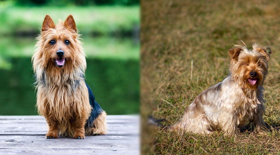 Silky vs. Yorkie Training in Park