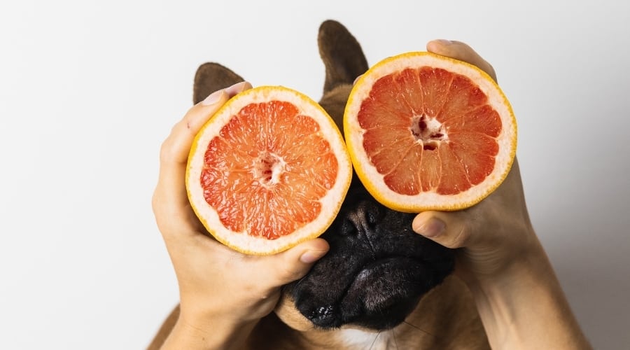 Silly Dog With Halved Fruit in Front of Eyes