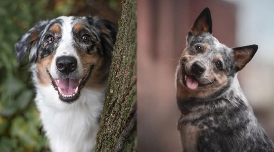 Silly Dogs Looking at Camera