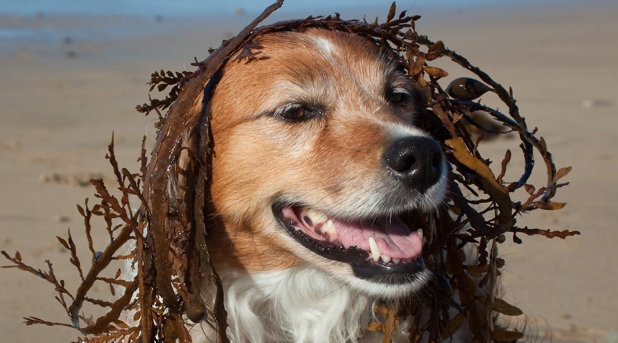 Silly Golden Retriever Beagle Mixed Dog