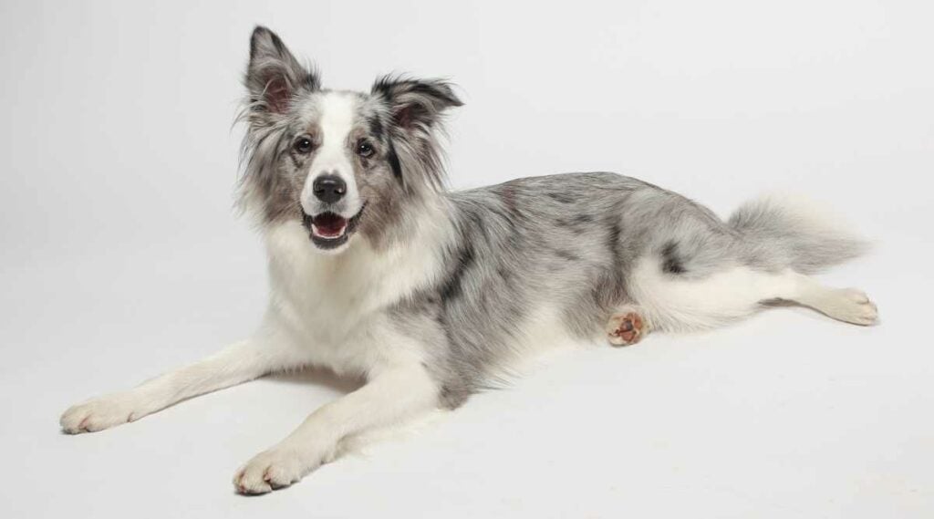 Silver Border Collie sitting on the ground white background