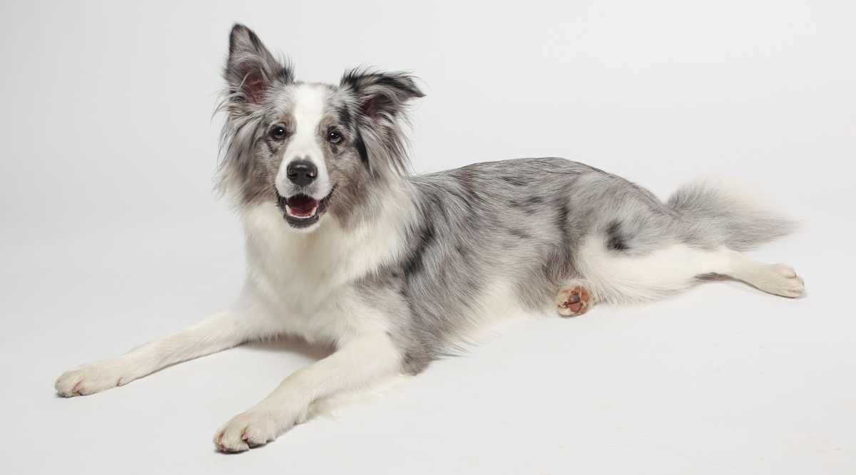 Silver and white Border Collie lying on ground with white background.