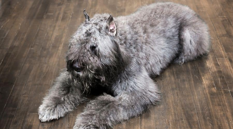 Silver dog laying on floor