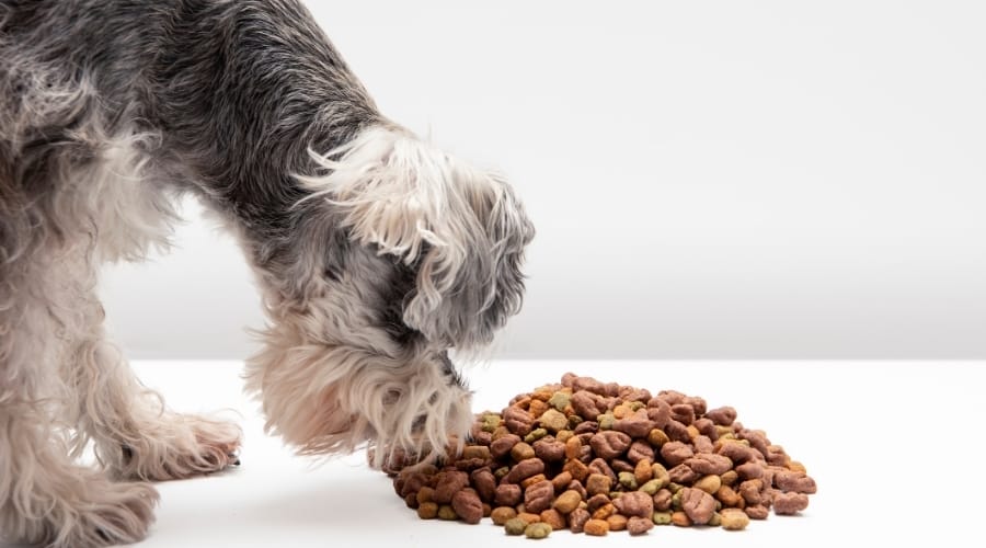 Silver Coated Dog Eating Food