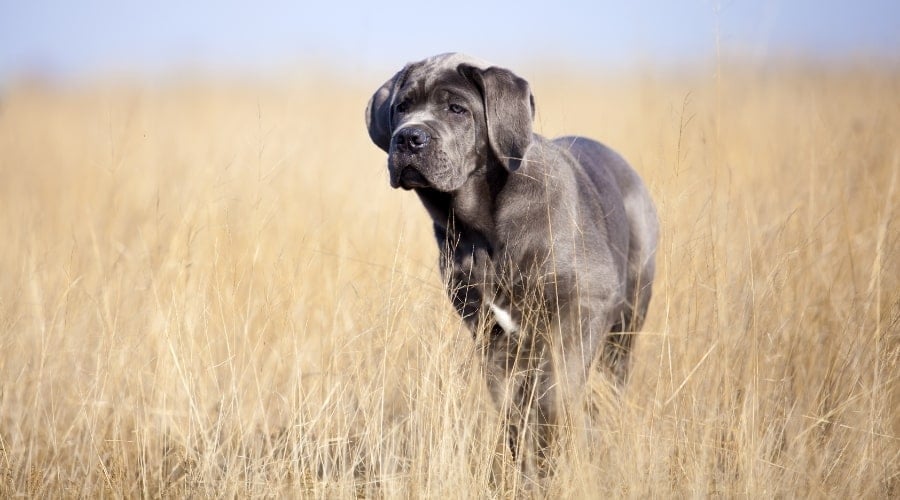Silver Corso Outdoors in Field