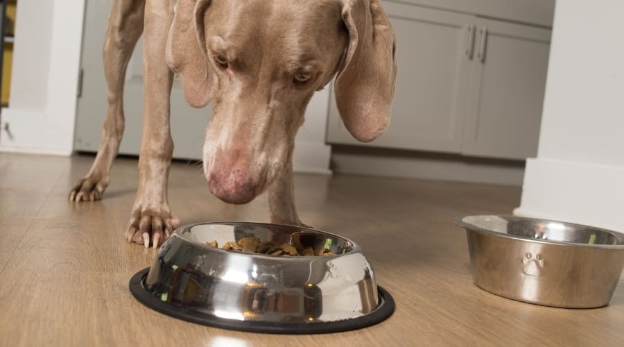 Silver Dog Eating From Down Bowl