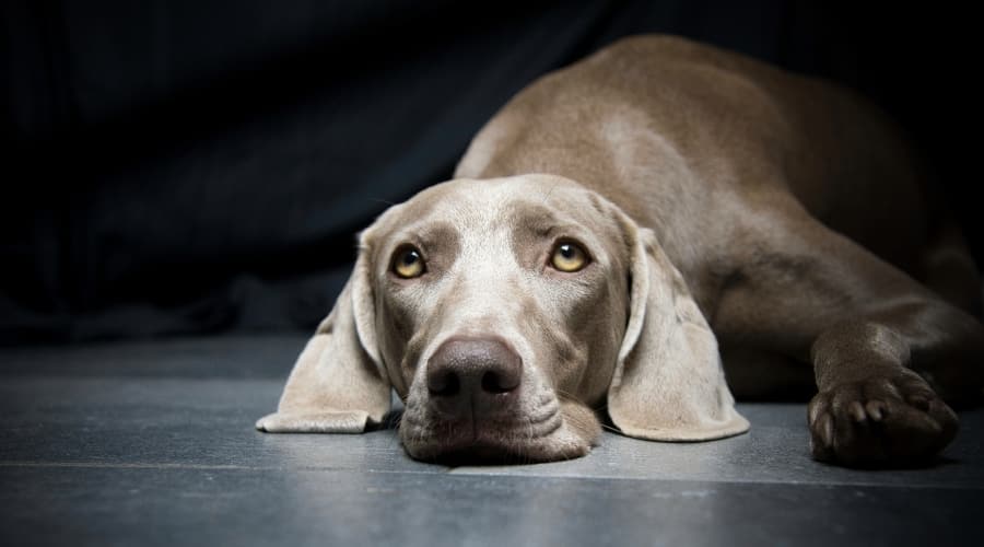 Silver Dog Laying Down