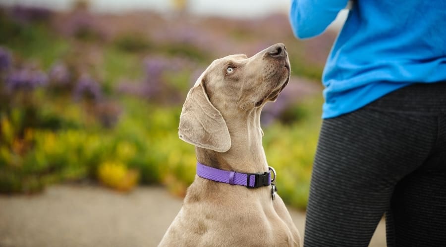 Silver Dog Looking Up at Human