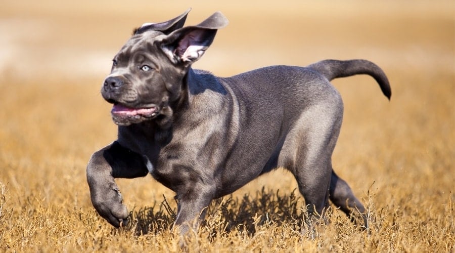Silver Dog Outdoors Exercising