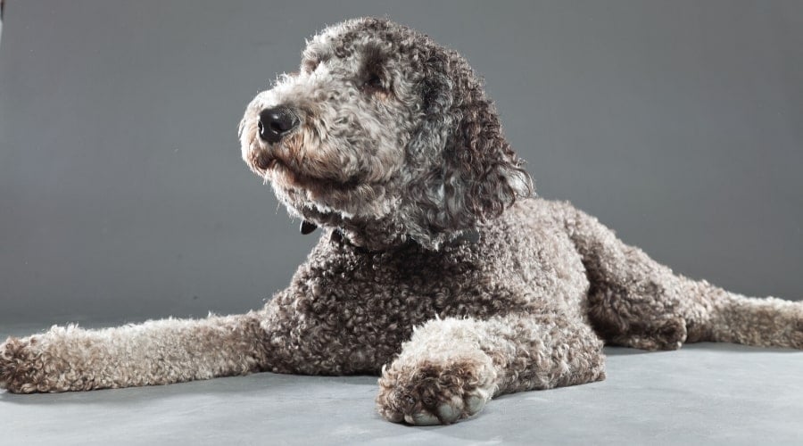 Silver Dog With Gray Background
