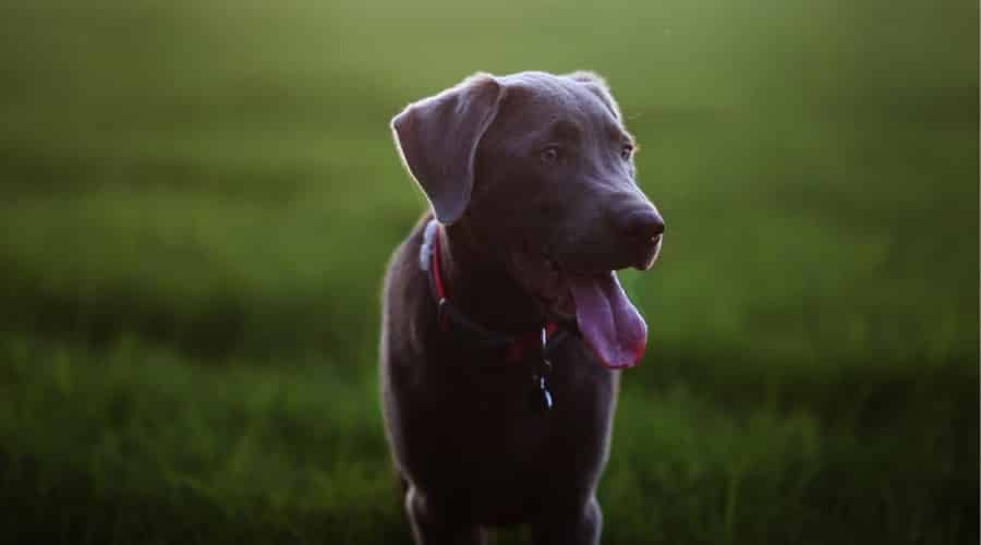 Silver Labrador Exercising Outdoors