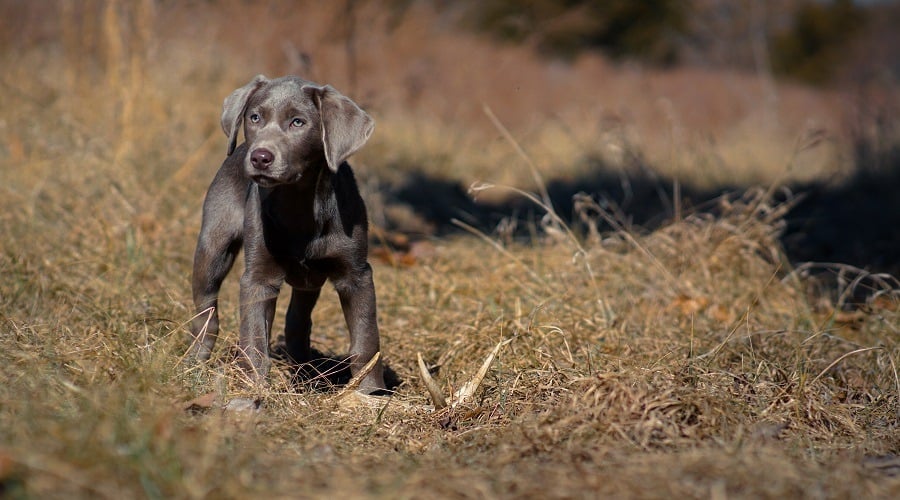 Silver Labrador Genetics