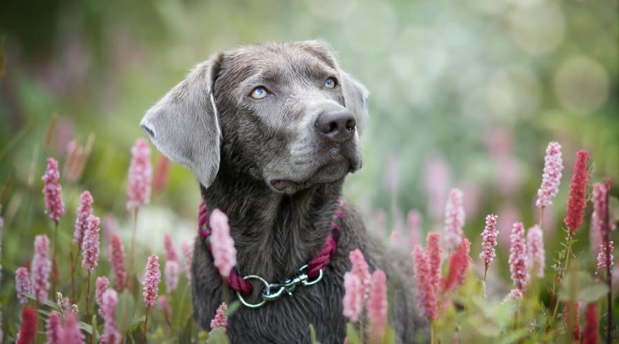 Silver Labrador in Field