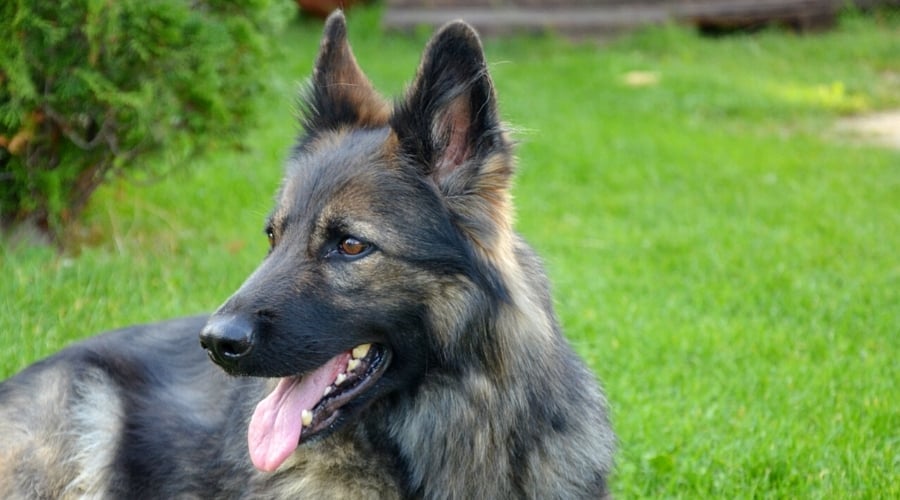 Silver Sable Happy Dog With Tongue Out