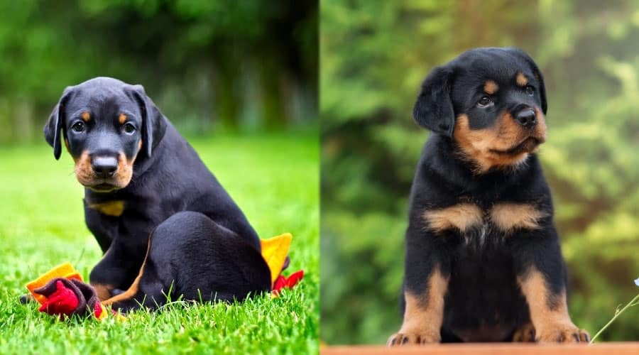 Sitting Black and Rust Puppies