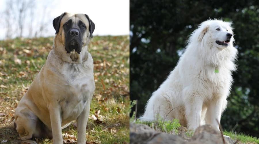 Sitting Dogs Outdoors