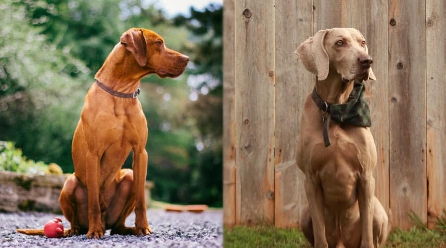 Sitting Dogs Who are Well-Behaved