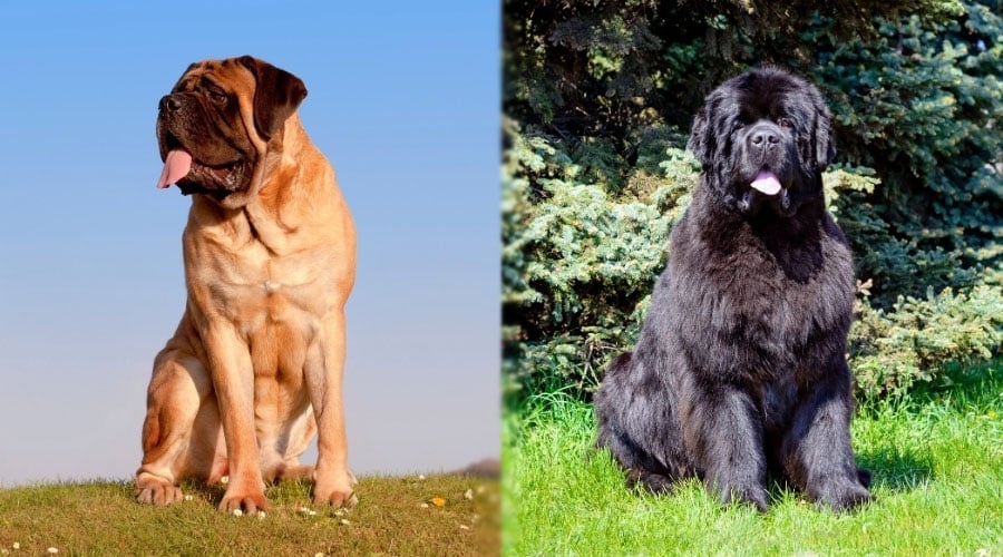 Sitting Dogs With Their Tongues Out