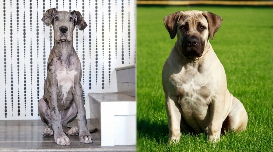 Sitting Dogs
