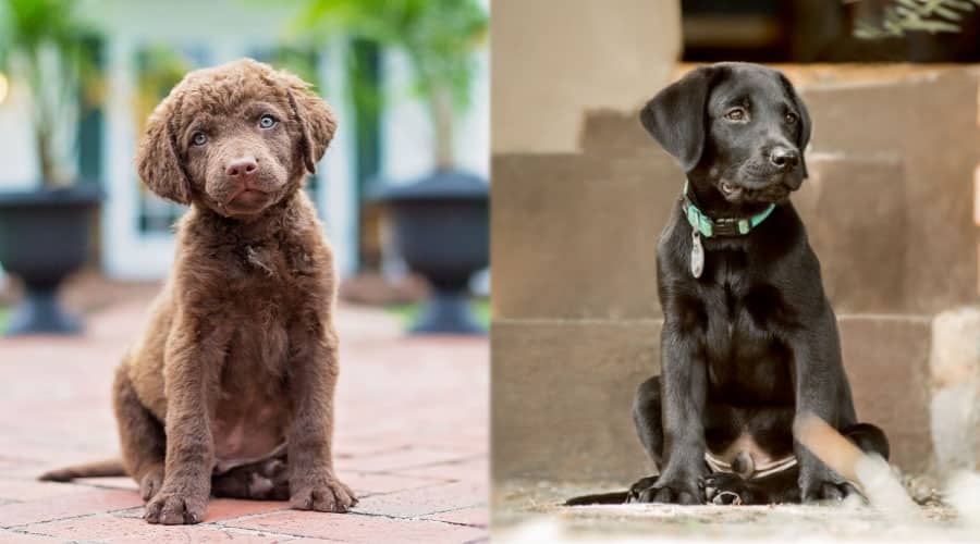 Sitting Puppies