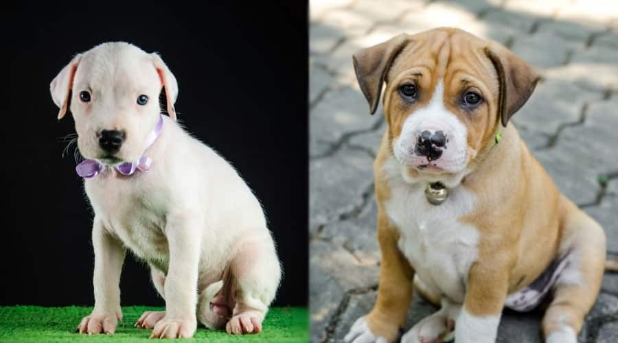 Sitting Puppies Looking at Camera