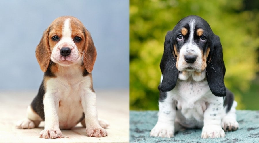 Sitting Puppy Dogs