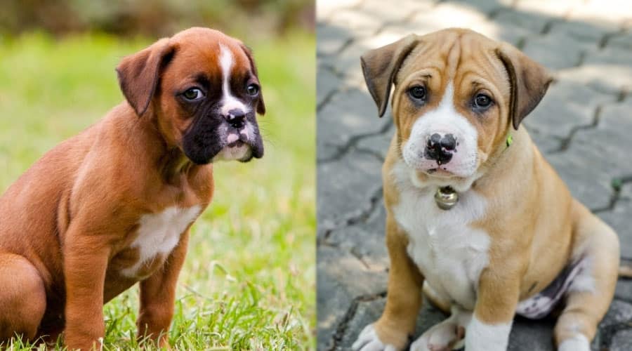 Sitting Puppy Dogs