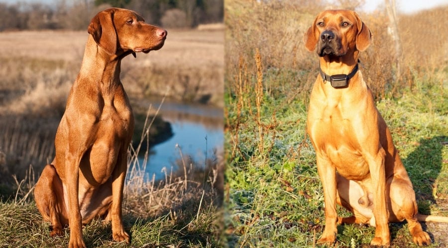 Sitting Rusty Red Dogs