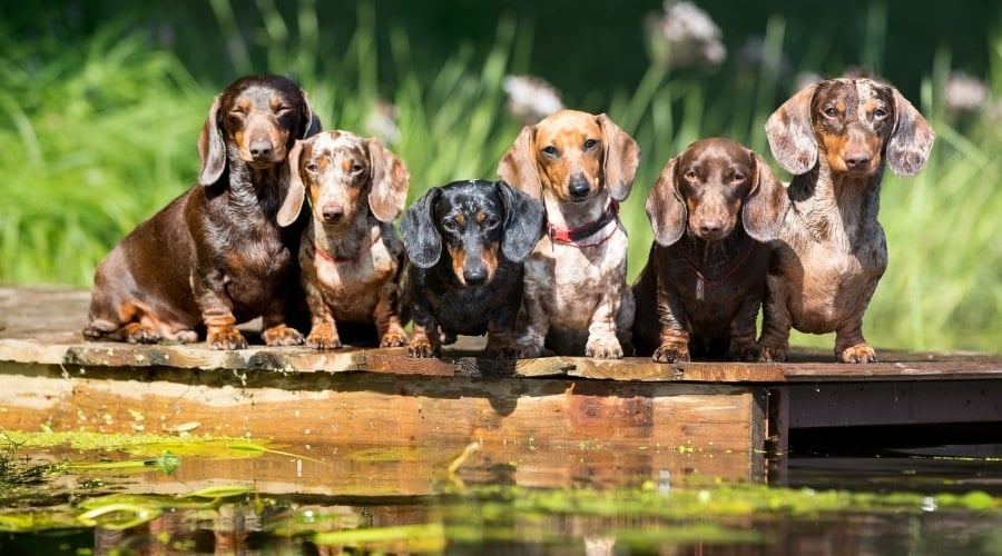 Six Small Dogs Standing on a Dock by a Pond