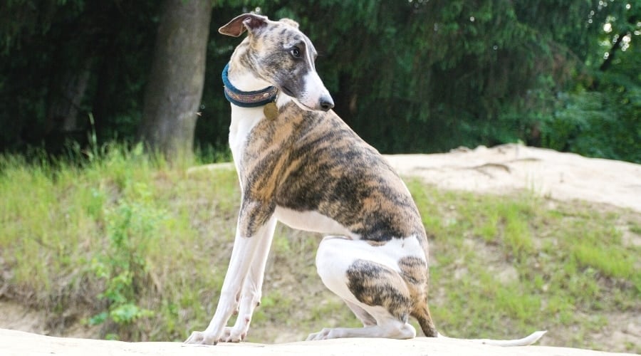 Skinny Brindle Dog Sitting