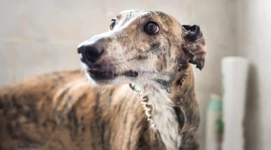 Skinny Brindle Dog in Bath